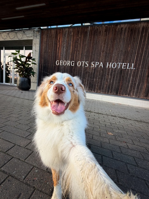 Pet friendly vacation at Georg Ots Spa hotel Pet friendly vacation at Georg Ots Spa hotel
